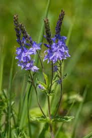 Attēlu rezultāti vaicājumam “Veronica austriaca subsp. teucrium leaf”