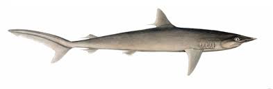 Image result for Carcharhinus falciformis