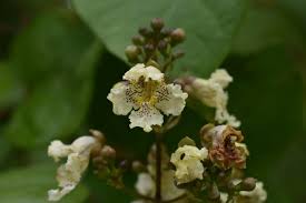 Attēlu rezultāti vaicājumam “Catalpa ovata fruit”