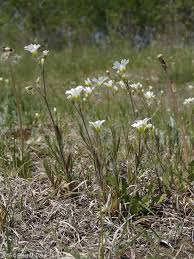 Attēlu rezultāti vaicājumam “Cerastium arvense leaf”