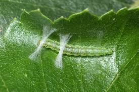 Attēlu rezultāti vaicājumam “Carpatolechia proximella”