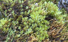 Attēlu rezultāti vaicājumam “Bryum pallens”