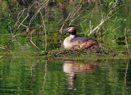 Attēlu rezultāti vaicājumam “Podiceps cristatus adult”