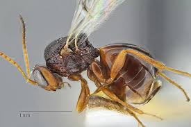 Attēlu rezultāti vaicājumam “Cynipidae”