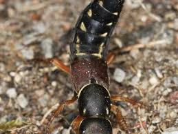 Attēlu rezultāti vaicājumam “Leiodidae larva”