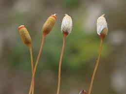 Attēlu rezultāti vaicājumam “Pogonatum urnigerum macro”