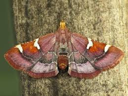 Attēlu rezultāti vaicājumam “Pyralis regalis”