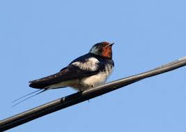 Attēlu rezultāti vaicājumam “Hirundo rustica”