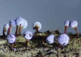 Attēlu rezultāti vaicājumam “Physarum auriscalpium sessile”