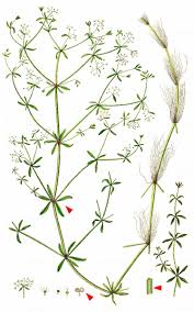 Attēlu rezultāti vaicājumam “Galium elongatum leaf”