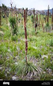 Attēlu rezultāti vaicājumam “Xanthorrhoeaceae”