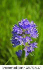 Attēlu rezultāti vaicājumam “Campanula cervicaria bud”