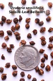 Attēlu rezultāti vaicājumam “Lycogala maculatum sessile”