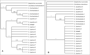 Attēlu rezultāti vaicājumam “Cinclidotus danubicus cells”