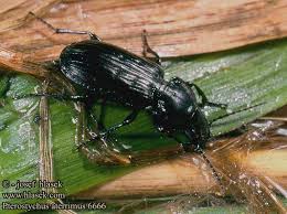 Attēlu rezultāti vaicājumam “Pterostichus aterrimus”