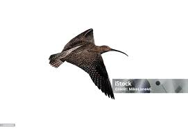 Attēlu rezultāti vaicājumam “Numenius arquata”