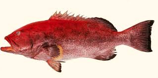 Image result for Mycteroperca olfax