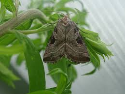 Attēlu rezultāti vaicājumam “Eucarta virgo”