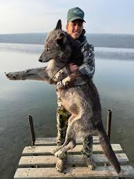 Image result for Weston Rhyn Wolves