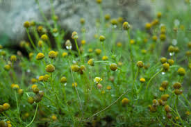 Attēlu rezultāti vaicājumam “Matricaria discoidea flower”