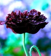 Image result for Papaver somniferum Black