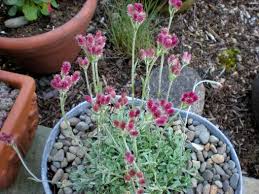 Attēlu rezultāti vaicājumam “Antennaria dioica leaf”
