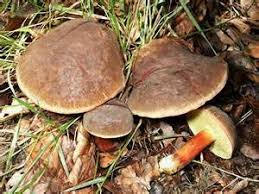 Attēlu rezultāti vaicājumam “Xerocomus chrysenteron”