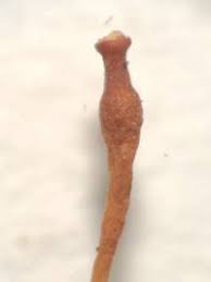 Attēlu rezultāti vaicājumam “Splachnum ampullaceum sporophyte”