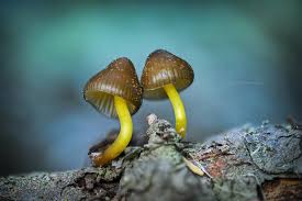 Attēlu rezultāti vaicājumam “Trichia ambigua macro”