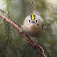 Attēlu rezultāti vaicājumam “Regulus regulus”