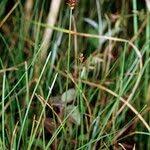 Attēlu rezultāti vaicājumam “Carex dioica”