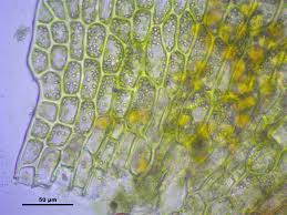 Attēlu rezultāti vaicājumam “Tritomaria exsectiformis”