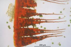 Attēlu rezultāti vaicājumam “Fissidens adianthoides”