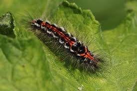 Attēlu rezultāti vaicājumam “Euproctis similis”
