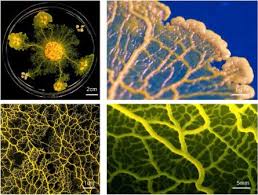 Attēlu rezultāti vaicājumam “Physarum contextum young”