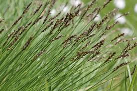 Attēlu rezultāti vaicājumam “Carex davalliana”