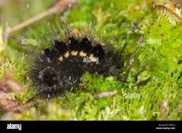 Attēlu rezultāti vaicājumam “Gynaephora selenitica larva”
