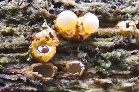 Attēlu rezultāti vaicājumam “Octospora splachnophila spores”