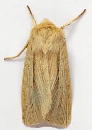 Attēlu rezultāti vaicājumam “Mythimna impura”