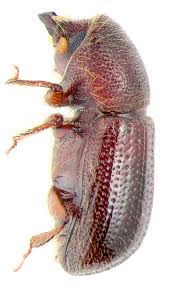 Attēlu rezultāti vaicājumam “Scolytidae”