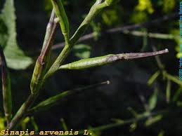 Attēlu rezultāti vaicājumam “Sinapis arvensis fruit”