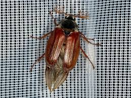 Attēlu rezultāti vaicājumam “Melolontha melolontha imago”