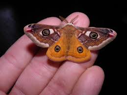 Attēlu rezultāti vaicājumam “Saturnia pavonia female”