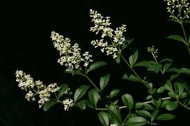Attēlu rezultāti vaicājumam “Ligustrum vulgare”