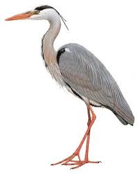 Attēlu rezultāti vaicājumam “Ardea cinerea adult”