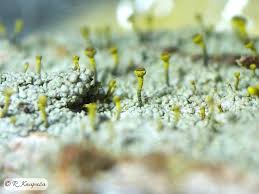 Attēlu rezultāti vaicājumam “Microcalicium disseminatum”