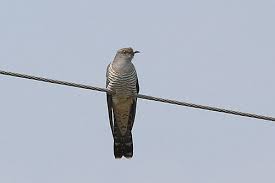 Attēlu rezultāti vaicājumam “Cuculus canorus adult”