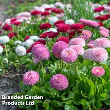 Image result for Bellis perennis