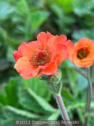 Attēlu rezultāti vaicājumam “Geum”