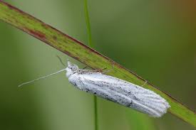 Attēlu rezultāti vaicājumam “Eana argentana”